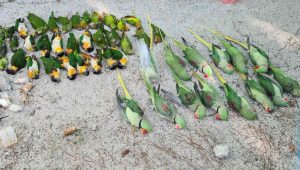 އިންޖެކްޝަން ޖަހައި، އައިސްފޮއްޓަކަށް ލައިގެން މަރާލުމަށްފަހު ދޫނިތައް ބޭރަށް ނެރެފައި