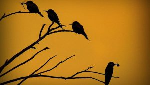 birds