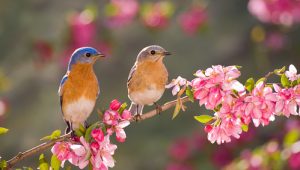 Bluebird
