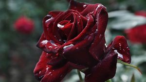 burgundy-rose