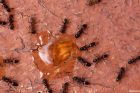 caffeine ants