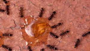 caffeine ants