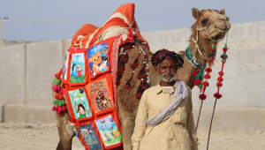 camel