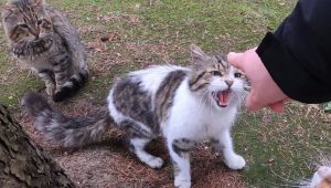cat