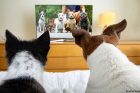 cat and dog watching tv