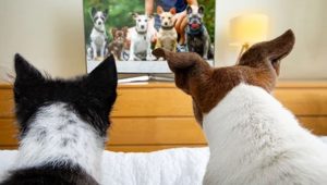 cat and dog watching tv