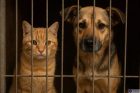 cat dog indonesia meat ban
