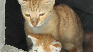 cat2