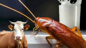 cockroach cow milk