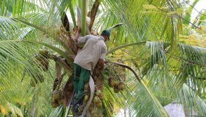 coconut