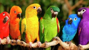 colors