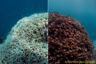 coral bleaching - Australia