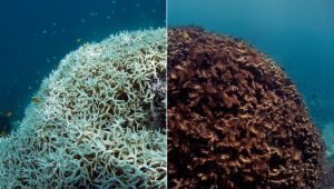 coral bleaching - Australia