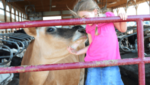 cow-love