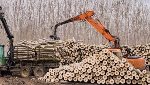 Crane-log-and-woodpiles