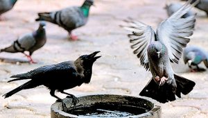 crow