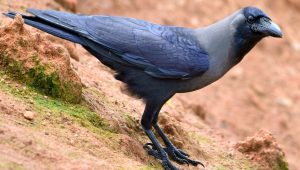 crow