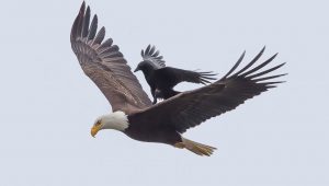 crow-rides-eagle-bird-