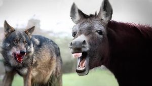 donkey