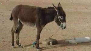 donkey