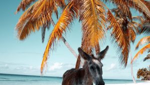 donkey king