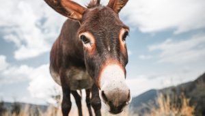 donkey