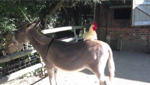 donkey