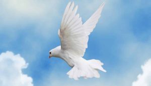 dove-1024x682