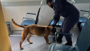 drug-dog