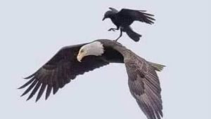 eagle