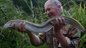 eel