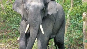 elephant india