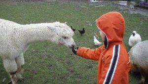 feeding-the-animals