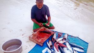 މަސްވެރިއަކު ގޮނޑުދޮށުގައި އިނދެ މަސްކަނޑަނީ: ދިވެހިންނަކީ މުރާލި ބައެއް  -އަދިވެސް ފޮޓޯ: އަބްދުﷲ މުއާޒު