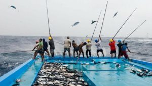 Fishermen use pole and line fishing method to catch skipjack tuna. Pole and line fishing is a selective and therefore more sustainable way to catch tuna as only fish of a certain size are caught, leaving juveniles to grow to spawning age and replenish the stock in the future. Small bait fish are thrown over the side of the boat to lure the tuna to the water surface. The fishermen use the acceleration of the fish as they race to get their prey, hook them and fling them onto the ship's flat deck.