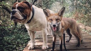 fox-dog