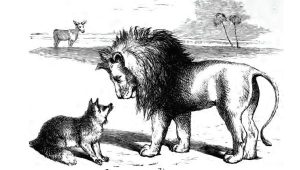 fox