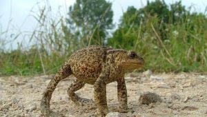 frog