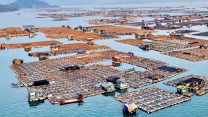 fujian 5