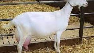 goat