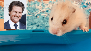 hamster