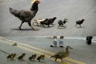 hen duck leadership styles 1
