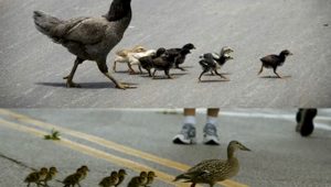 hen duck leadership styles 1