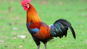 hen