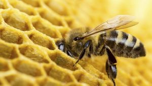 honey bee