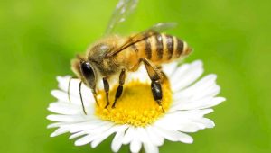 honeybee