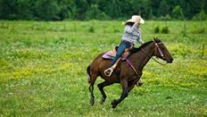 horse