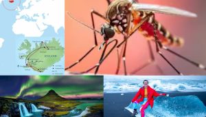 ice land mosquito