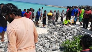 island-fishing-rimmas-people