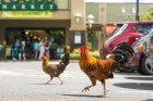 jungle fowl - hawaii